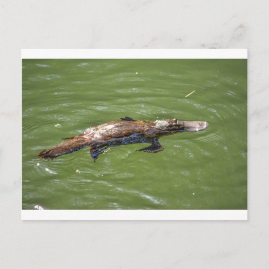 VOGELBEKDIEREN QUEENSLAND AUSTRALIË BRIEFKAART (Voorkant)