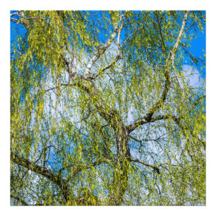 Vogelboom - De lente is in de lucht. Foto Afdruk