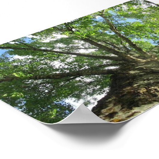 Vogelboom uit Zweden. Poster (Hoek)