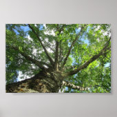 Vogelboom uit Zweden. Poster (Voorkant)