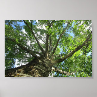 Vogelboom uit Zweden. Poster