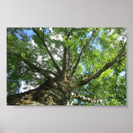 Vogelboom uit Zweden. Poster (Voorkant)