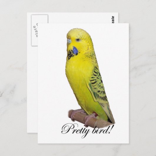  vogelbriefkaart briefkaart (Voorkant / Achterkant)