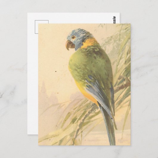 vogelBriefkaart Briefkaart (Voorkant / Achterkant)