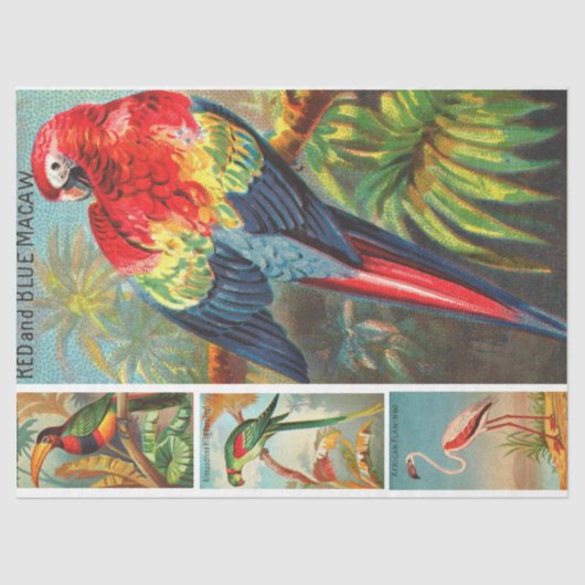 VogelCollectie Macaw 2d ontkoppeling Tissuepapier (Voorkant)