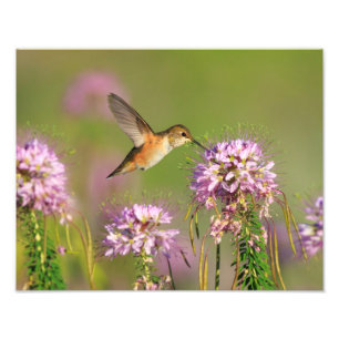 Vogeldieren en wilde bloemen foto afdruk