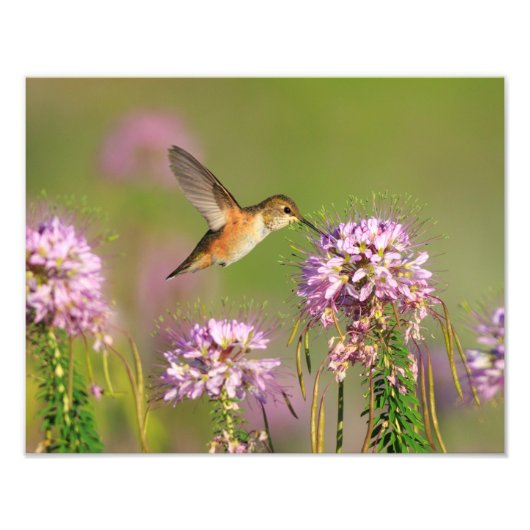 Vogeldieren en wilde bloemen foto afdruk (Voorkant)