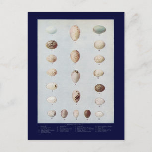 Vogeleieren Bord C natuurlijke geschiedenis Briefkaart