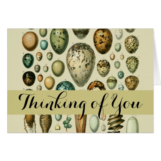  vogeleieren Franse viseieren (Voorkant Horizontaal)