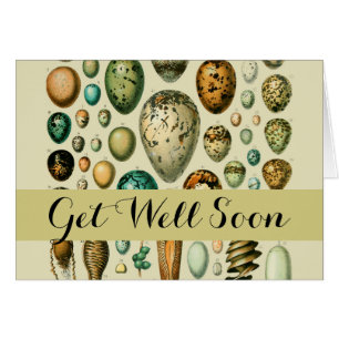 vogeleieren Franse viseieren