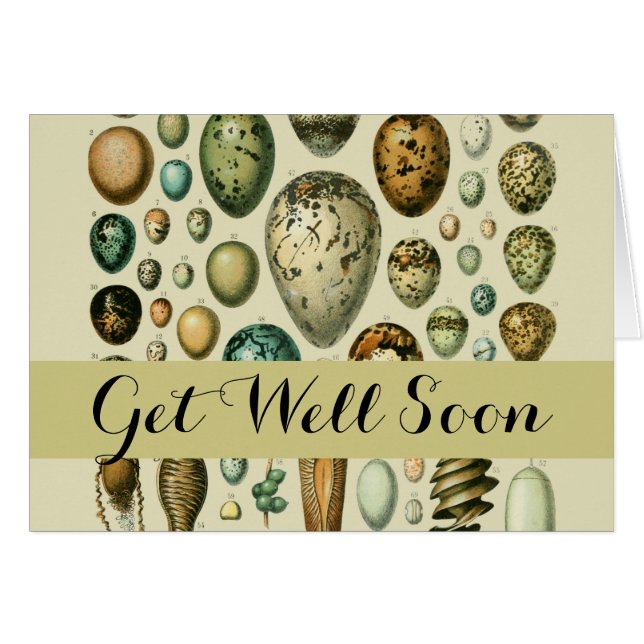  vogeleieren Franse viseieren (Voorkant Horizontaal)