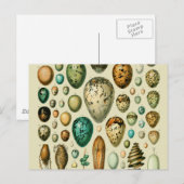  vogeleieren Franse viseieren Briefkaart (Voorkant / Achterkant)