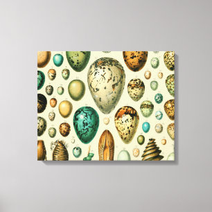 vogeleieren Franse viseieren Canvas Afdruk
