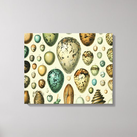vogeleieren Franse viseieren Canvas Afdruk (Voorkant)