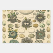 vogeleieren Franse viseieren Inpakpapier Vel (Voorkant 3)