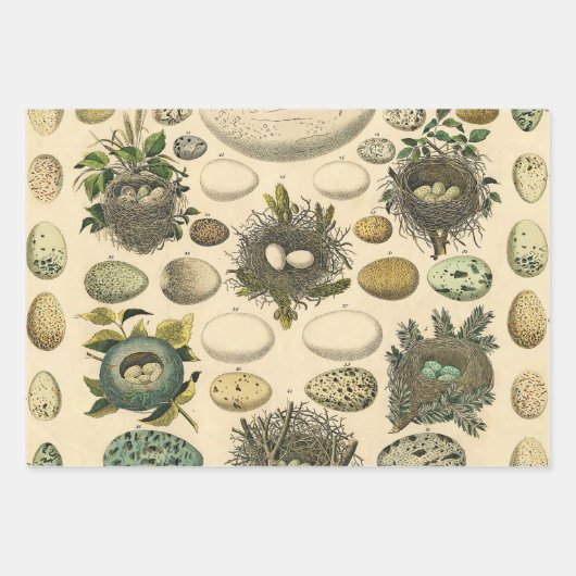 vogeleieren Franse viseieren Inpakpapier Vel (Voorkant 3)