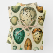 vogeleieren Franse viseieren Inpakpapier Vel (In situ)