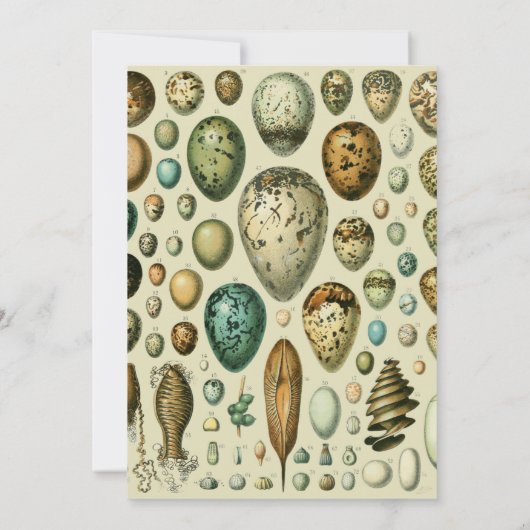 vogeleieren Franse viseieren Kaart (Achterkant)