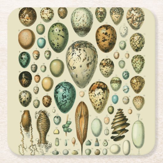  vogeleieren Franse viseieren Kartonnen Onderzetters (Voorkant)