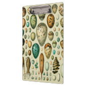 vogeleieren Franse viseieren Klembord (Links)