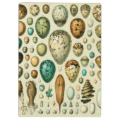 vogeleieren Franse viseieren Klembord (Achterkant)