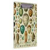 vogeleieren Franse viseieren Klembord (Rechts)