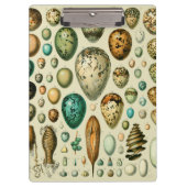  vogeleieren Franse viseieren Klembord (Voorkant)