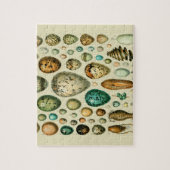 vogeleieren Franse viseieren Legpuzzel (Verticaal)