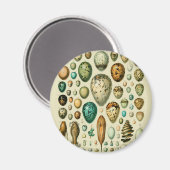  vogeleieren Franse viseieren Magneet (Voorkant / Achterkant)