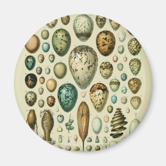  vogeleieren Franse viseieren Magneet (Voorkant)