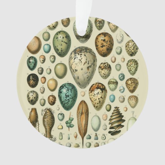  vogeleieren Franse viseieren Ornament (voorkant)