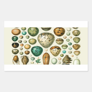 vogeleieren Franse viseieren Rechthoekige Sticker