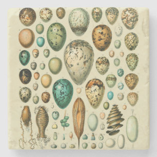 vogeleieren Franse viseieren Stenen Onderzetter