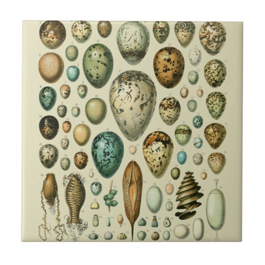 vogeleieren Franse viseieren Tegeltje (Voorkant)