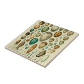 vogeleieren Franse viseieren Tegeltje (Zijkant)