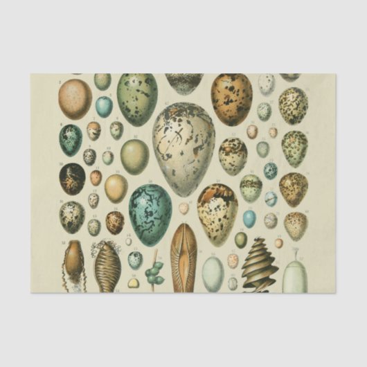  vogeleieren Franse viseieren Tissuepapier (Voorkant)