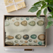  vogeleieren Franse viseieren Tissuepapier (Geschenk)