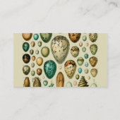  vogeleieren Franse viseieren Visitekaartje (Achterkant)