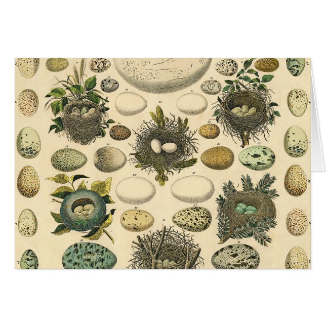  vogeleieren met nestkunst (Voorkant Horizontaal)