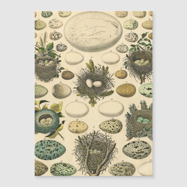  vogeleieren met nestkunst (Voorkant)