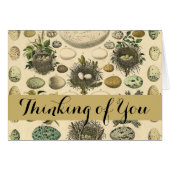  vogeleieren met nestkunst (Voorkant Horizontaal)