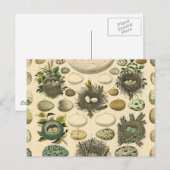  vogeleieren met nestkunst briefkaart (Voorkant / Achterkant)