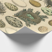 vogeleieren met nestkunst cadeaupapier (Hoek)