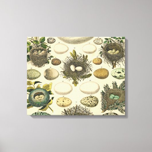  vogeleieren met nestkunst canvas afdruk (Voorkant)