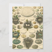  vogeleieren met nestkunst kaart (Achterkant)