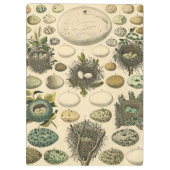  vogeleieren met nestkunst klembord (Achterkant)