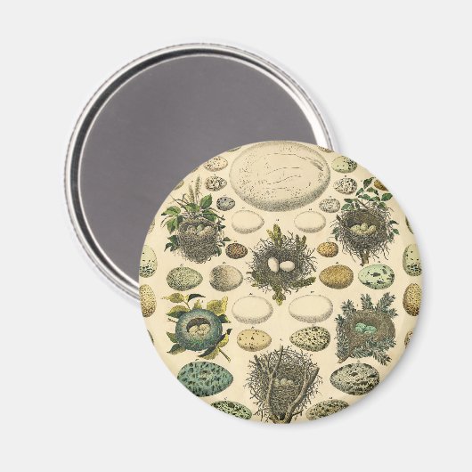  vogeleieren met nestkunst magneet (Voorkant / Achterkant)