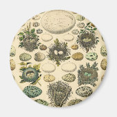  vogeleieren met nestkunst magneet (Voorkant)