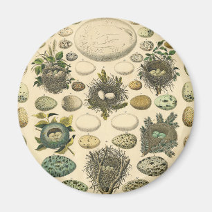  vogeleieren met nestkunst magneet