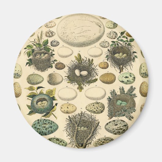 vogeleieren met nestkunst magneet (Voorkant)